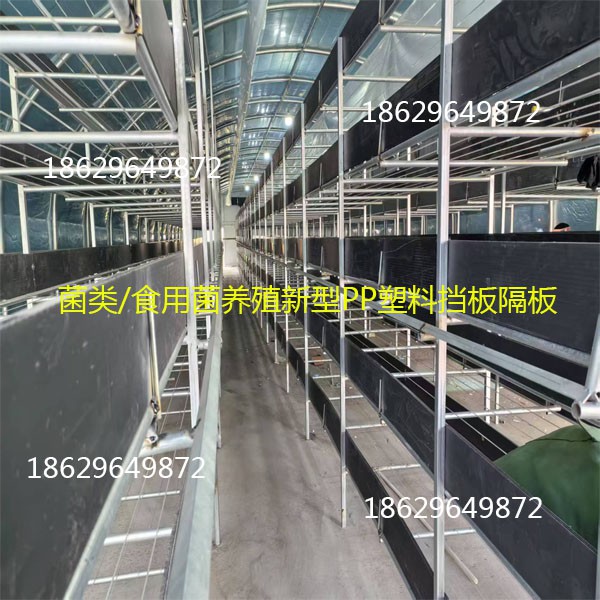4万平方新型塑料隔板挡板助力现代化菌类养殖